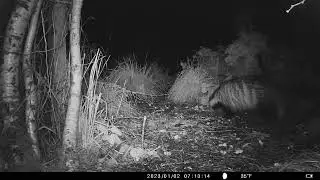 Badger in dark #bbcspringwatch #badgers #funny #wildlife 