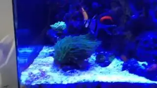Torch Coral - Euphyllia Glabrescens