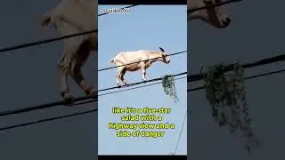 goat eating grass on cable#goat #funnyvideo #ytshorts #shortsviral