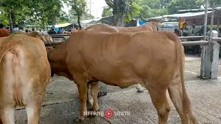 JAUH JAUH DARI MADURA BELI SAPI DI PASAR HEWAN NGLANGON SRAGEN JATENG
