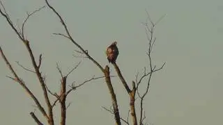2016-10-04 Birding in KS