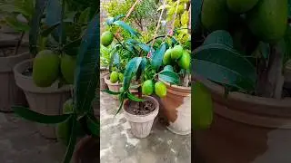 Mango plant in pot Fast Fruiting | Full video on My chenel |  Mango