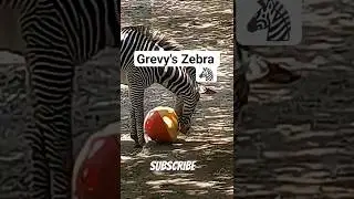 GREVY'S ZEBRA #zoo #zebra #zebras #zooanimals #zoofun #floridaparks #zooadventure #florida #wildlife