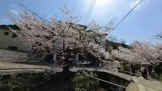 ★観光地紹介動画14【銀閣寺、哲学の道】※高画質設定（2160）でご覧下さい