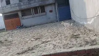 White Russian Stray dog pooping in winters evening on dump of sand/Street dogs/Strays Care usa uk
