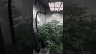 The stretch during flower is my favorite part #grow #thankyou #spiderfarmer #thctitan #viralvideo
