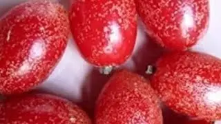 plucking bastard oleaster/ silver berry/ Indian olive @Akoloi