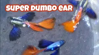 My Guppy  Dumbo Ear Ribbon Collection | Guppy Update