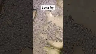 Betta Fish Fry Free Swim Stage