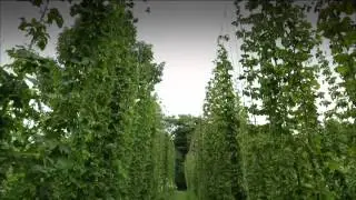 Three Hammers Farms
