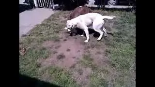MY AMERICAN BULLDOGS AT PLAY,BULL AND CRUNCH