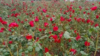 ।।गुलाब के फूल के विषय में संपूर्ण जानकारी।।