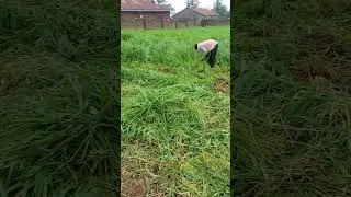 harvesting our brachiaria grass #livestock #farm #sheepfarming #goat