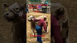 It is the truth #cow #4h #edit #livestock #steers #bulls