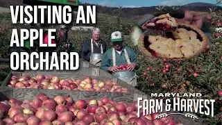 Visiting an Apple Orchard