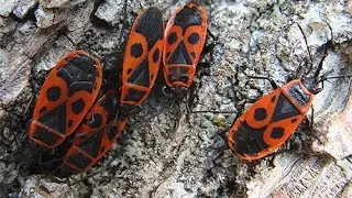 Клопы солдатики