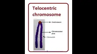 Telocentric Chromosomes