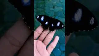 Beautiful Wings of The Male Great Eggfly Butterfly #shorts #youtubeshorts