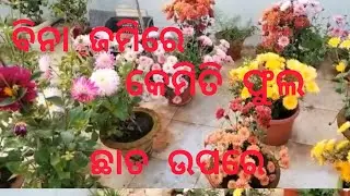 Terrace Garden 🥀Flower Gallery 🏵️🌸🌷🪷🪻
