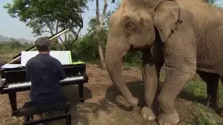 Music for Elephants - Trailer
