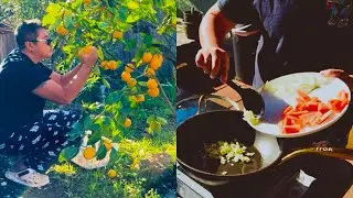 Backyard cooking and orange picking