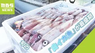 旬の「白イカ漁」が最盛期　灯りに集まる習性を利用し夜間に漁へ　兵庫・新温泉町（2023年8月27日）