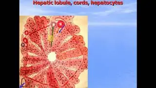 Liver and Pacreas. Video-lecture by Zimatkin (24)