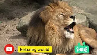 A wolf pup and a lost lion cub are rescued by a girl in the heart of the Canadian