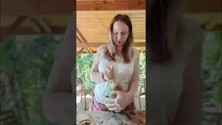 How to open a coconut with a small S&aacute;mi knife