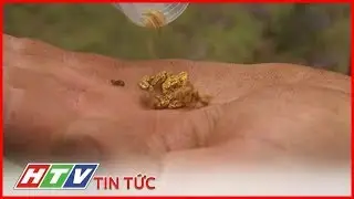 NGƯỜI AUSTRALIA D&Agrave;NH NG&Agrave;Y NGHỈ CUỐI TUẦN ĐỂ... T&Igrave;M V&Agrave;NG | HTV TIN TỨC