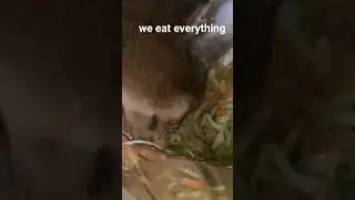 we eat everything #cat $#aby #abyssinian #beautiful #kittycatvideosfunny