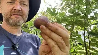 The Wonderful Fig