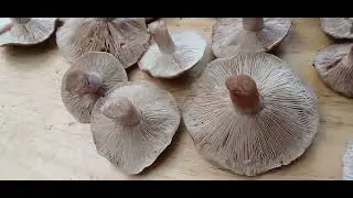How to pick and identify Field Blewit