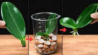 Single Orchid Leaf Propagation: Growing New Roots Step by Step