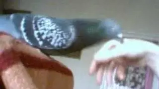 Pigeon killer ATTACK