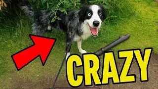 Exploring #Calgary Downtown(forest?) with My Energetic Border Aussie