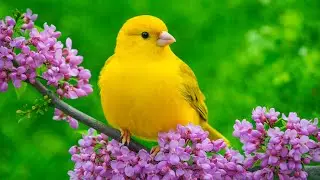 Gentle Piano & Bird Songs | Emotional Healing Music to Relax and Calm the Mind 🕊️