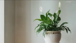 Grow with KARE: 5 houseplants that are perfect for the new year (and why they matter)
