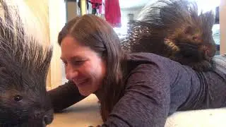 Pet Porcupine Compilation