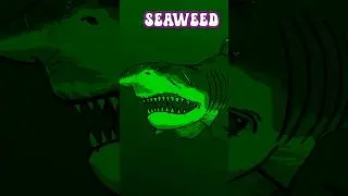 Uncovering Megalodon and Bigyatan's Seaweed Revelation