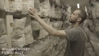 Growing Oyster Mushrooms Indoors – SPAWN & SAWDUST BLOCK PRODUCTION (2 of 5)