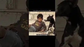 Save Delhi-NCR Dogs🙏 #savedelhidogs  #shorts #savedelhincrdogs