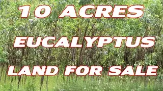 10 ACRES EUCALYPTUS LAND FOR SALE | BUY AND SELL WITH DUDDU | AT NELLORE IN KAVALI |COMPACT PROPERTY