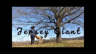 ( Acoustic Rose ) Jersey Giant...... Tyler Childers Cover     tylerchilders#countrymusic