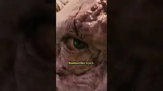 The Origin of the Gulper