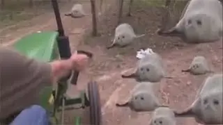 10 minutes of bouncing seals