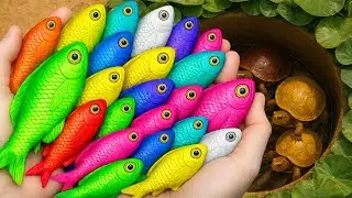 Catching Colorful Freshwater Fish from Mini Ponds | betta fish, channa, eels, shrimp, frogs, turtles