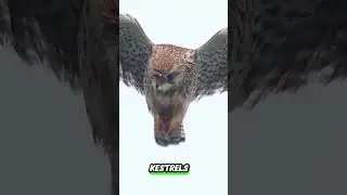 Kestrel's Magical Superpowers🐦✨# short #birds