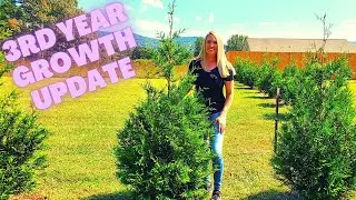 How Fast Do Thuja Green Giant Arborvitae Really Grow? | 3rd Year Growth Update