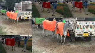 26-10-2022/ RAJA SAHIB MAJARA   (SBS NAGAR) OX RACE ON MAZARA WALA